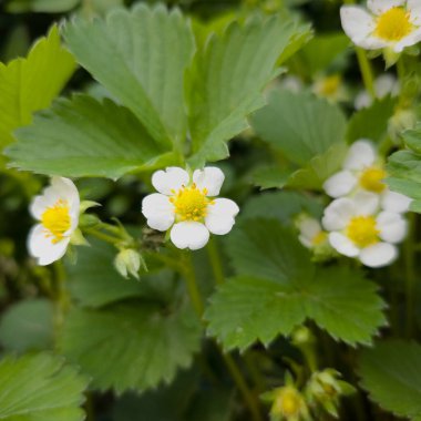 Çiçek açan çilekler, Fragaria, yakın plan.