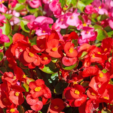 Buz begonyaları, Semperfloren begonyaları, yakın planda.
