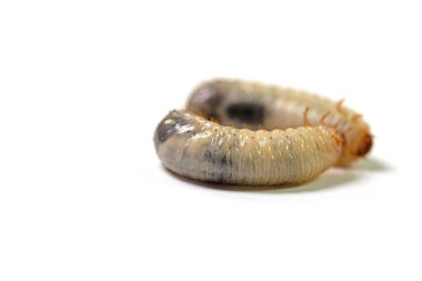 Beyaz arka planda Cockchafer larvaları
