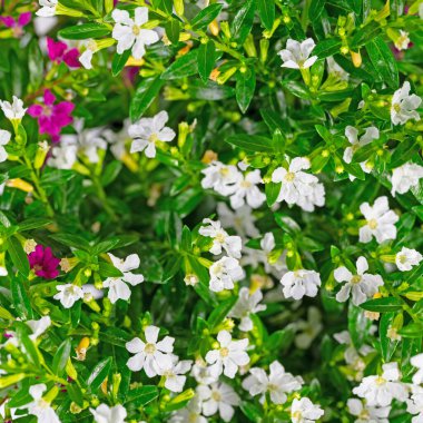 Çiçekli Japon otlağı, Cuphea hyssopifolia