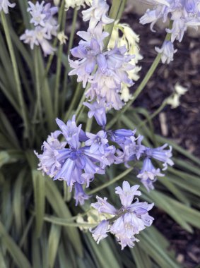 Çiçekli halterler, Hyacinthoides, yakın plan.