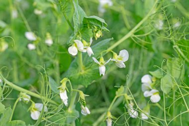 Çiçekli bezelyelere yakın çekim, Pisum sativum.