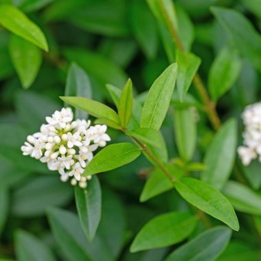 Çiçek açmış Privet, Ligustrum, yazın başında.