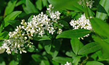 Çiçek açmış Privet, Ligustrum, yazın başında.