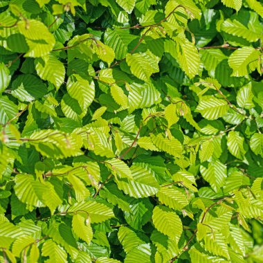 Hornbeam 'in genç yaprakları, Carpinus betulus, baharda