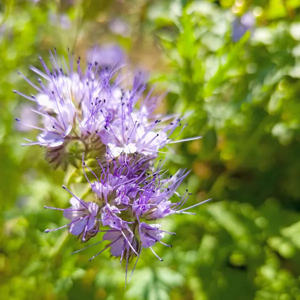 Stock image Bee friend, Phacelia, flowers in a close-up