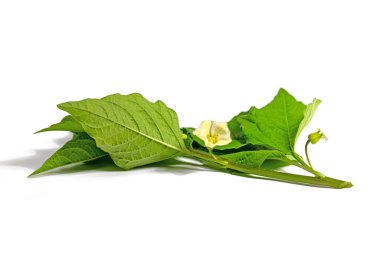 Blossom and leaves of the lantern flower against a white background clipart