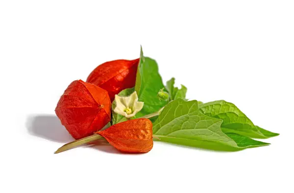 stock image Blossom, leaves and fruit of the lantern flower against a white background