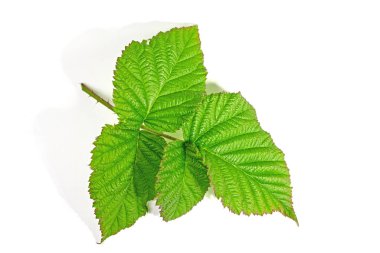 Beyaz arkaplana karşı böğürtlen yaprağı