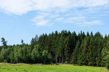 Orman, panoramik bir karede ekosistem olarak kullanılır.