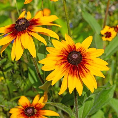 Çiçekli koni sakızı, Rudbeckia triloba, yakın planda.