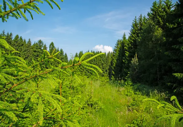 stock image The forest as an ecosystem