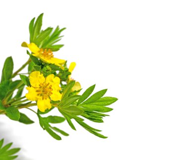 Çiçekli Cinquefoil, Potentilla recta, beyaz bir arka plan karşı