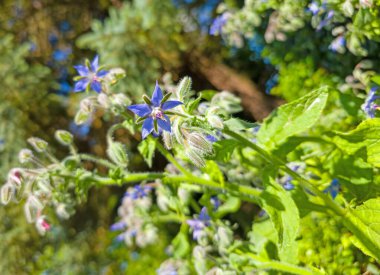 Çiçek açan borulara yakın çekim
