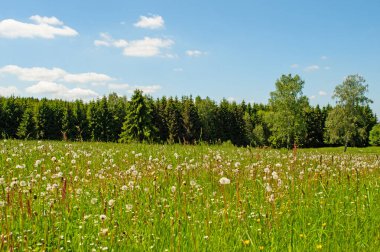 Orman, panoramik bir karede ekosistem olarak kullanılır.