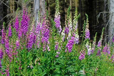 Çiçekli kırmızı yüksükotu, Digitalis purpurea, ormanda