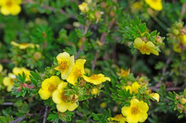 Baharda çiçek açan parmak çalısı, Potentilla fruticosa