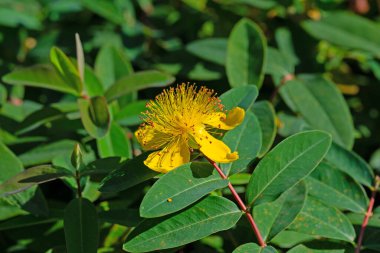Yakından bakınca büyük Calyx St. John otu.