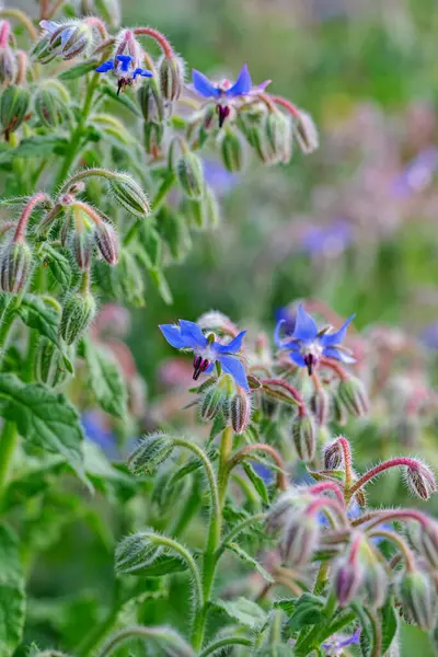 stock image Close-up of borage in bloom