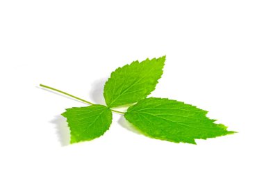 Beyaz arkaplana karşı ahududu yaprağı