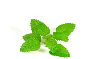 Beyaz arka planda limon merhemi yaprakları