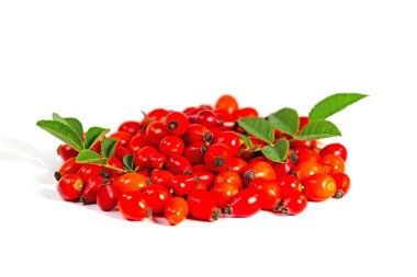 Beyaz arkaplana karşı Rosehips