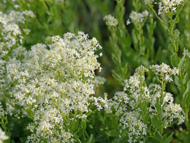 Baharda çiçek açan ok teresi, Lepidium draba.