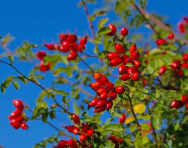 Olgun rose hips Bush