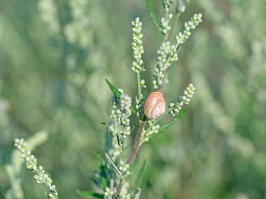 Yaygın mugwort 'un infloresansı