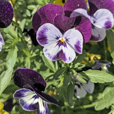 Baharda açan boynuzlu menekşeler, Viola cornuta