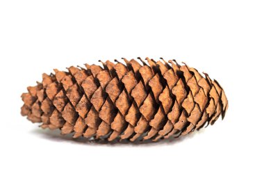 Beyaz arkaplana karşı ladin konileri