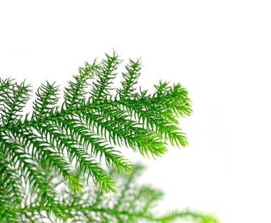 Branches of the indoor fir against a white background clipart