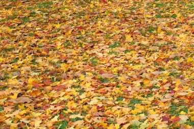 Sonbaharda çayırda renkli akçaağaç yaprakları