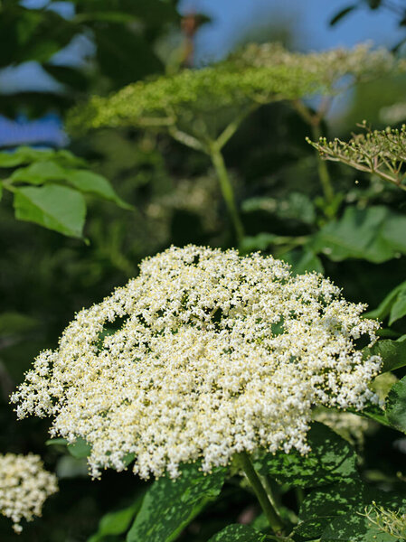 Flowering elderberry in early summer