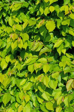 Young leaves of the hornbeam, Carpinus betulus, in spring clipart