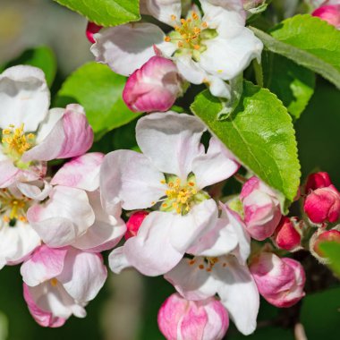 İlkbaharda çiçek açan elma ağacı, malus.