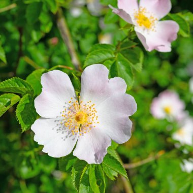 Çiçekli gül kalçalar, Rosa canina, baharda