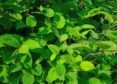 Baharda Japon düğüm otu