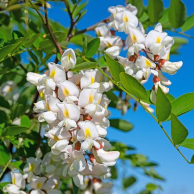 Flowering robinia, Robinia pseudoacacia, in spring clipart