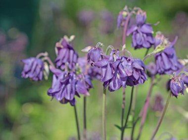 İlkbaharda mor çiçekli sütunlar