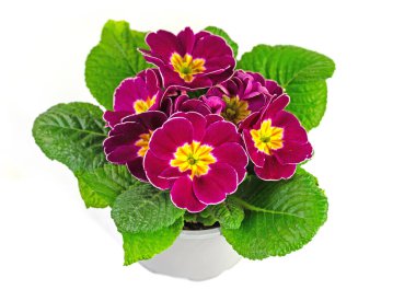 Çiçek saksısında beyaz arka planda duran bir kupa çuha çiçeği.