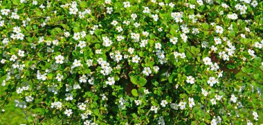 Kar tanesi çiçeği, Bacopa, yakın planda.