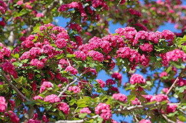 Baharda çiçek açan şahin dikeni, Crataegus laevigata