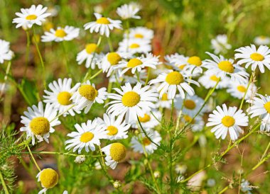 Kokusuz papatya çayı, Tripleurospermum inodorum, kolza tohumu tarlasında