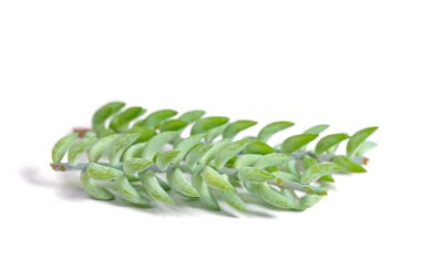 Snake Stonecrop, Sedum Morganium, Burrito clipart