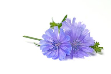 Hindiba çiçekleri, Cichorium intybus, beyaz arkaplan önünde