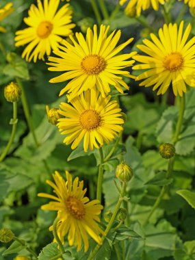 Flowering common balsam, doronicum, in the spring clipart