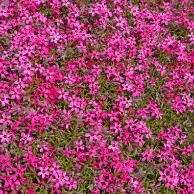 Çiçekli yastık fenomeni, Phlox subulata