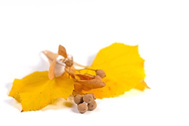 Dried lime tree seed against white background clipart