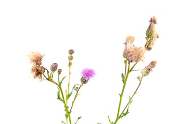 Beyaz arkaplanda çiçek açan devedikeni